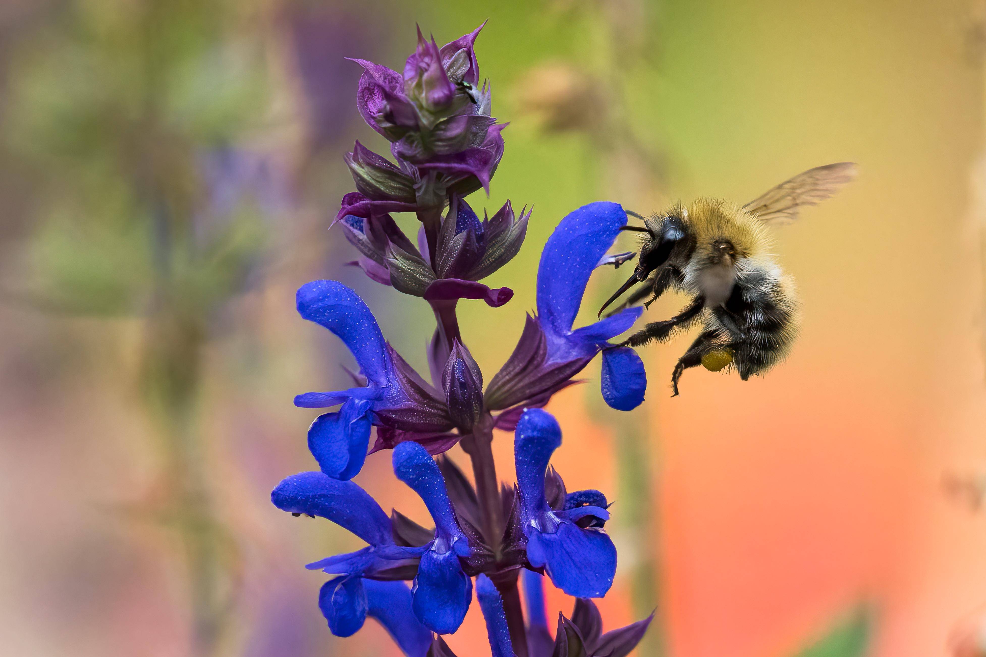 Wildbiene auf Wiesensalbei