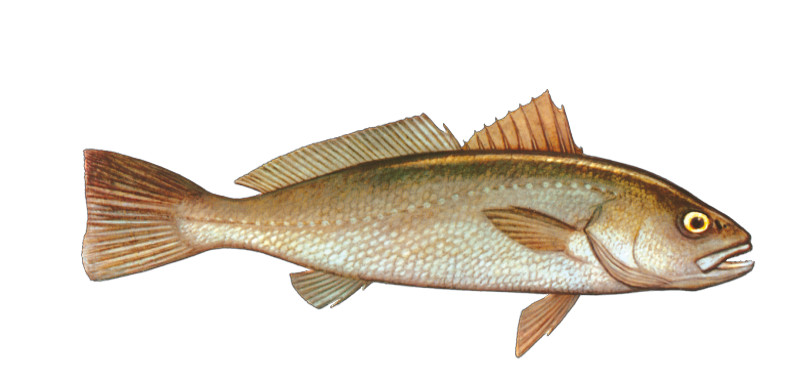 Adler Fisch Adler Fisch