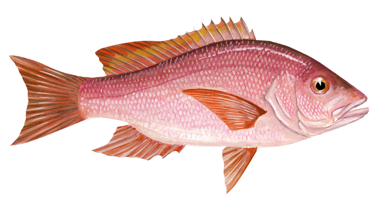 Risultati immagini per red snapper lutiano