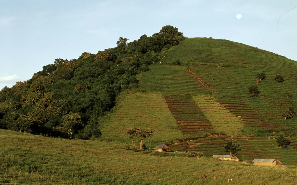 L'agricoltura intensiva sposta la foresta tropicale nella Repubblica democratica del Congo.