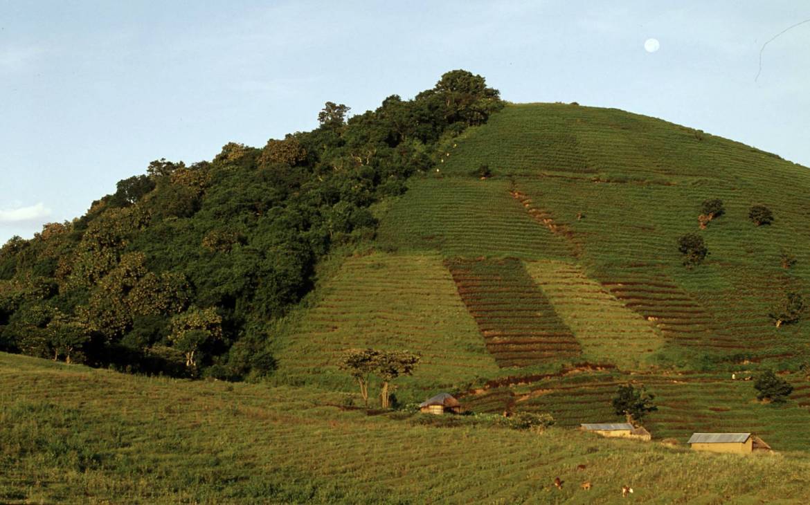 L'agriculture intensive déplace la forêt tropicale en République démocratique du Congo.