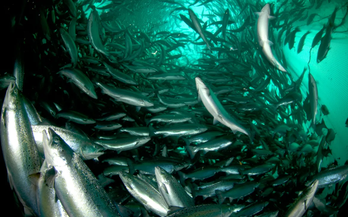 Atlantischer Lachs in einer Fischfarm in Norwegen