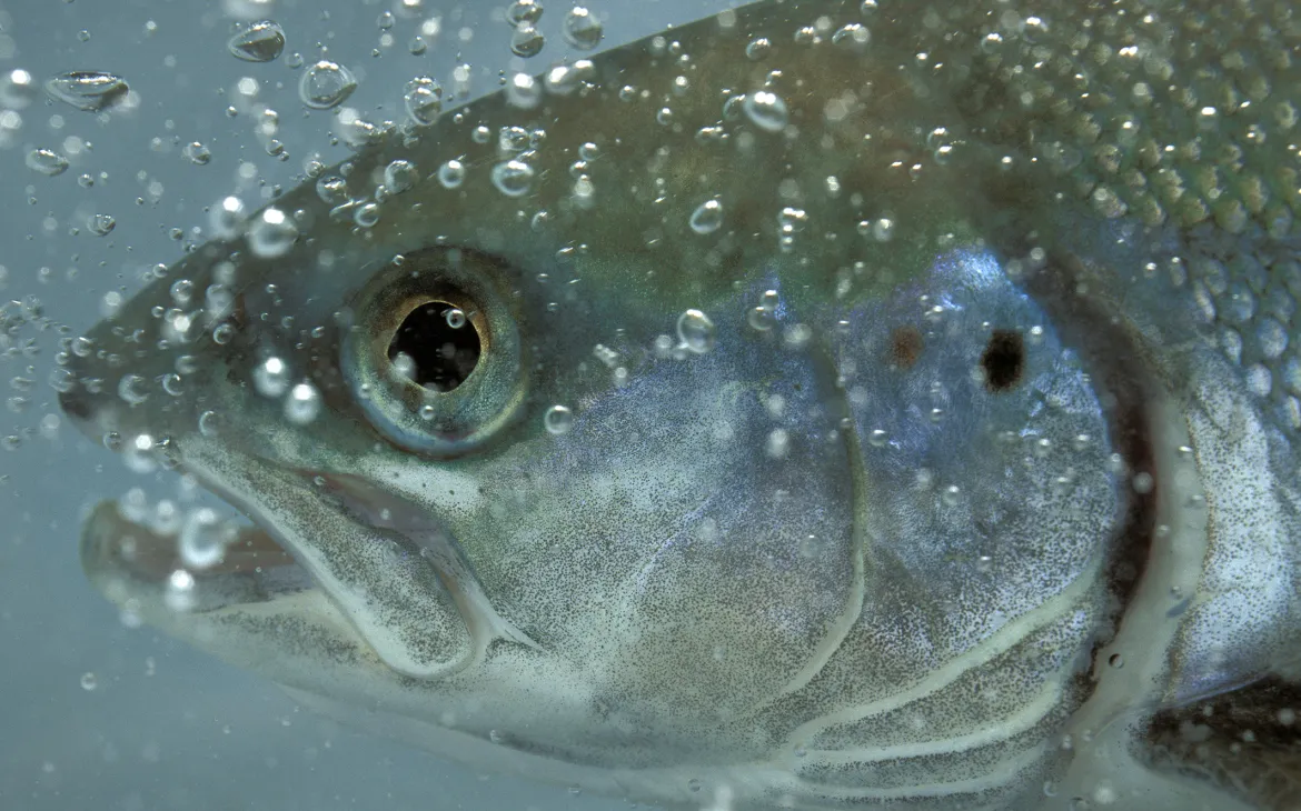 Nahaufnahme eines Lachses