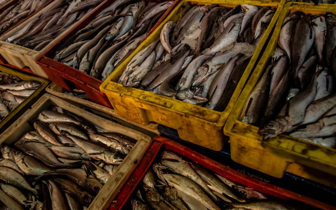 Pesce in vendita