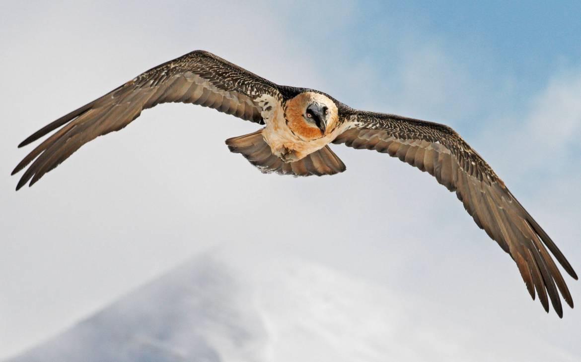 Gypaète dans l'air