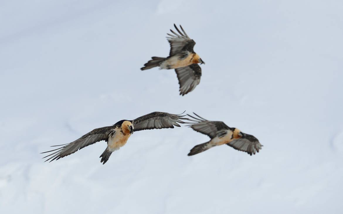 Trois vautours barbus dans l'air
