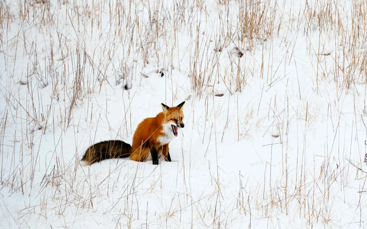 Sbadigliare Volpe rossa