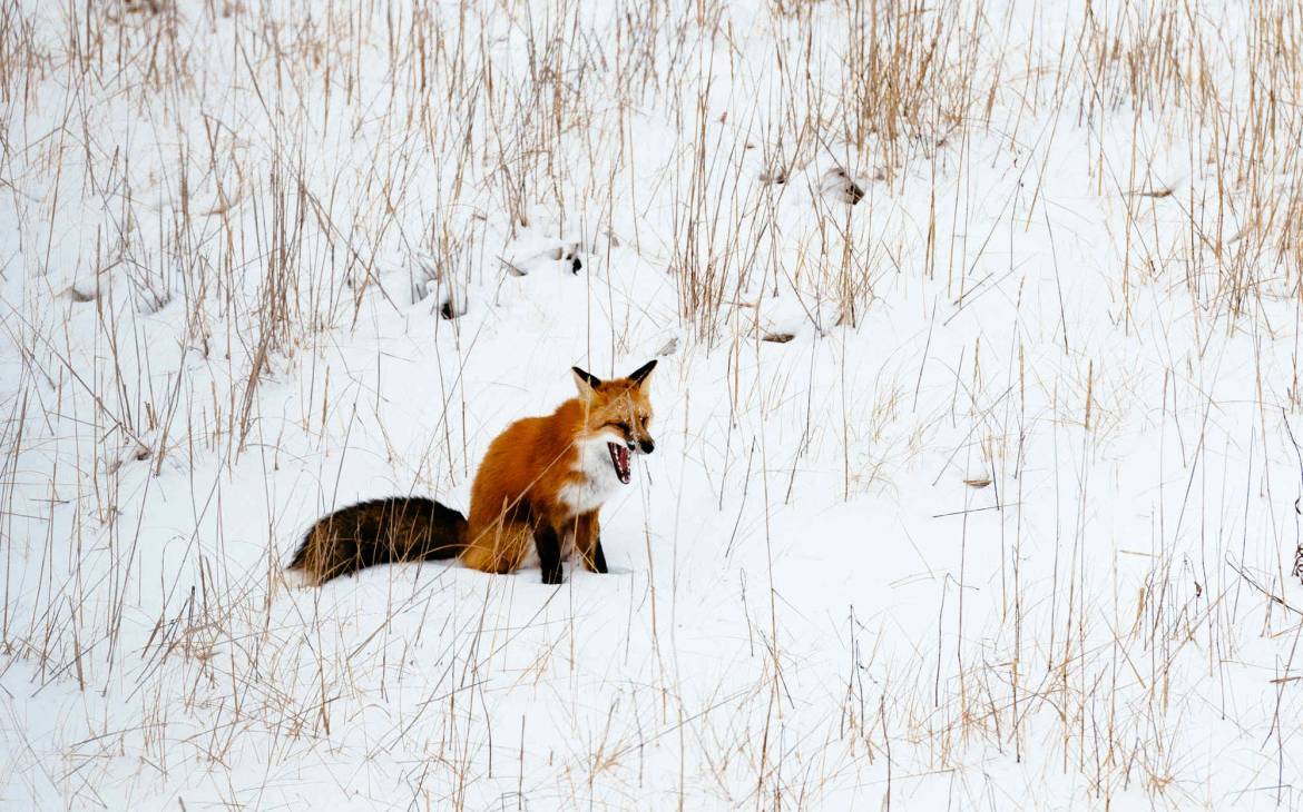 Gähnender Rotfuchs