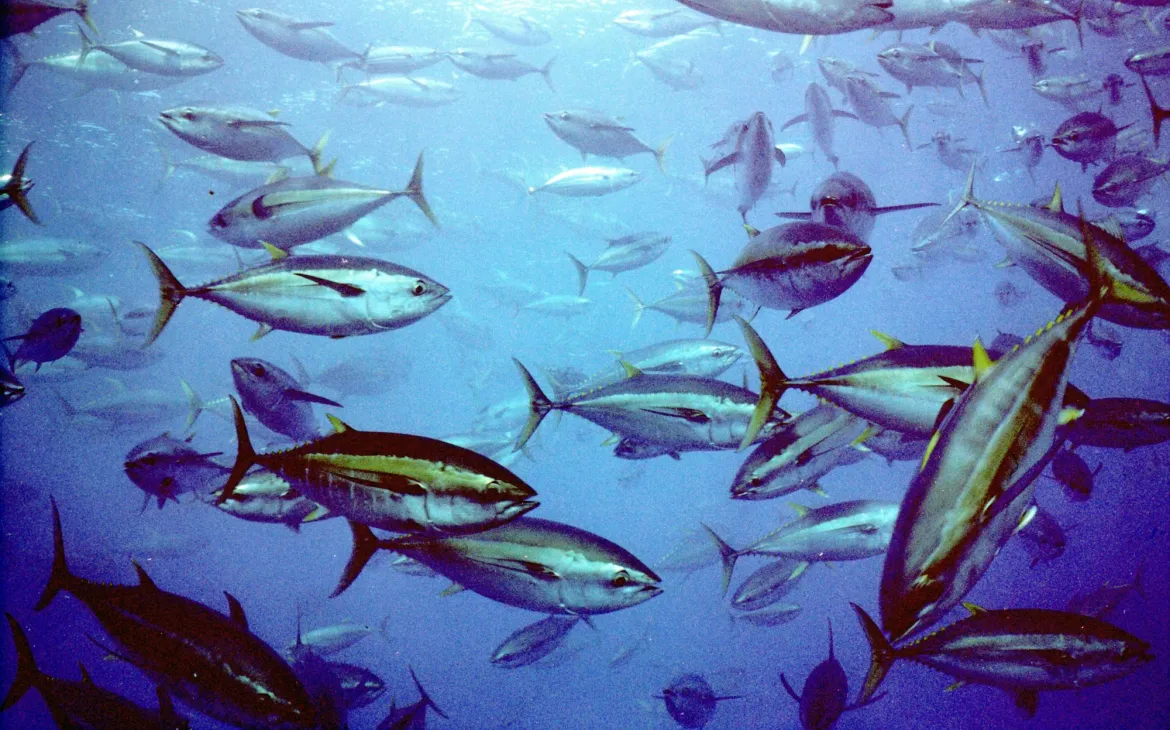 scuola di tonno pinna gialla