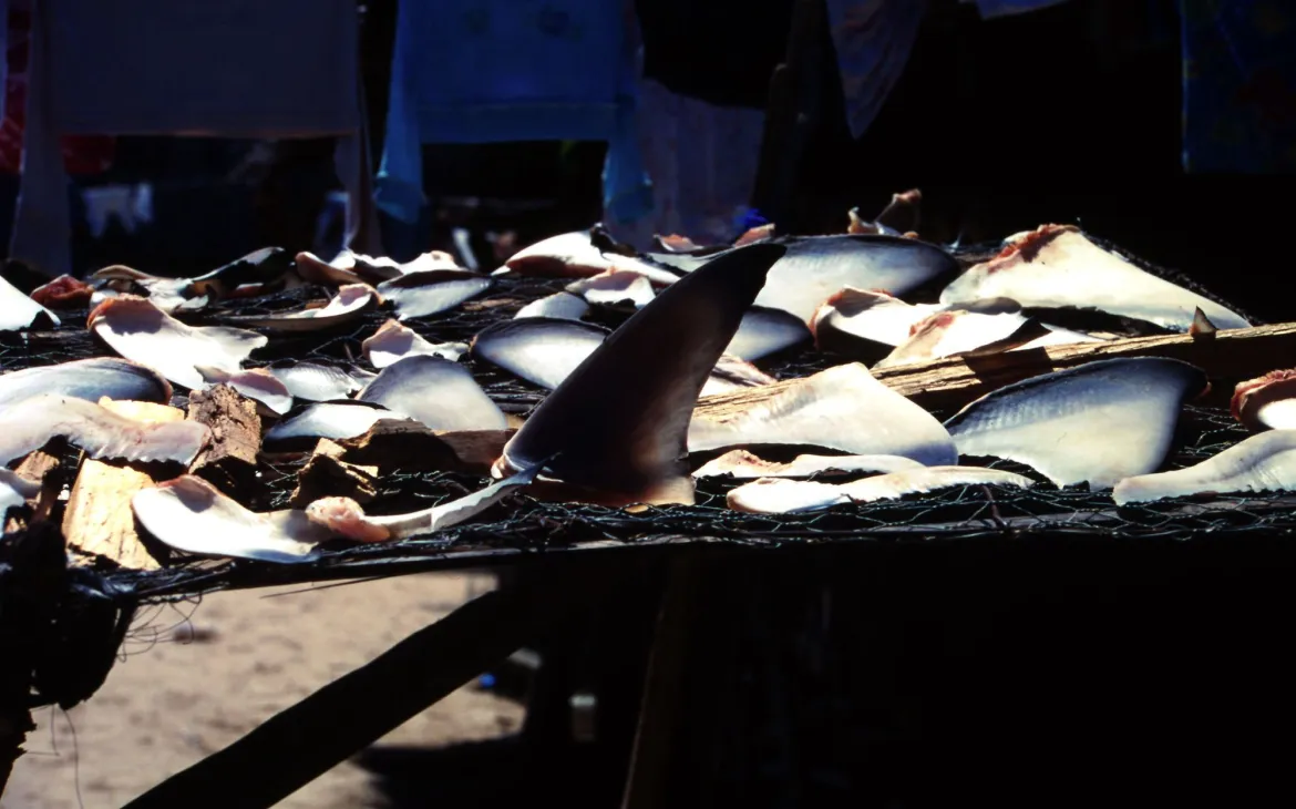 Abgeschnittene Hai-Finnen