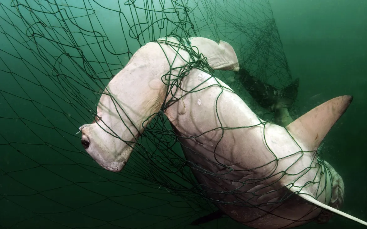 Hammerhai der sich in einem Netz verfangen hat und als Beifang endet