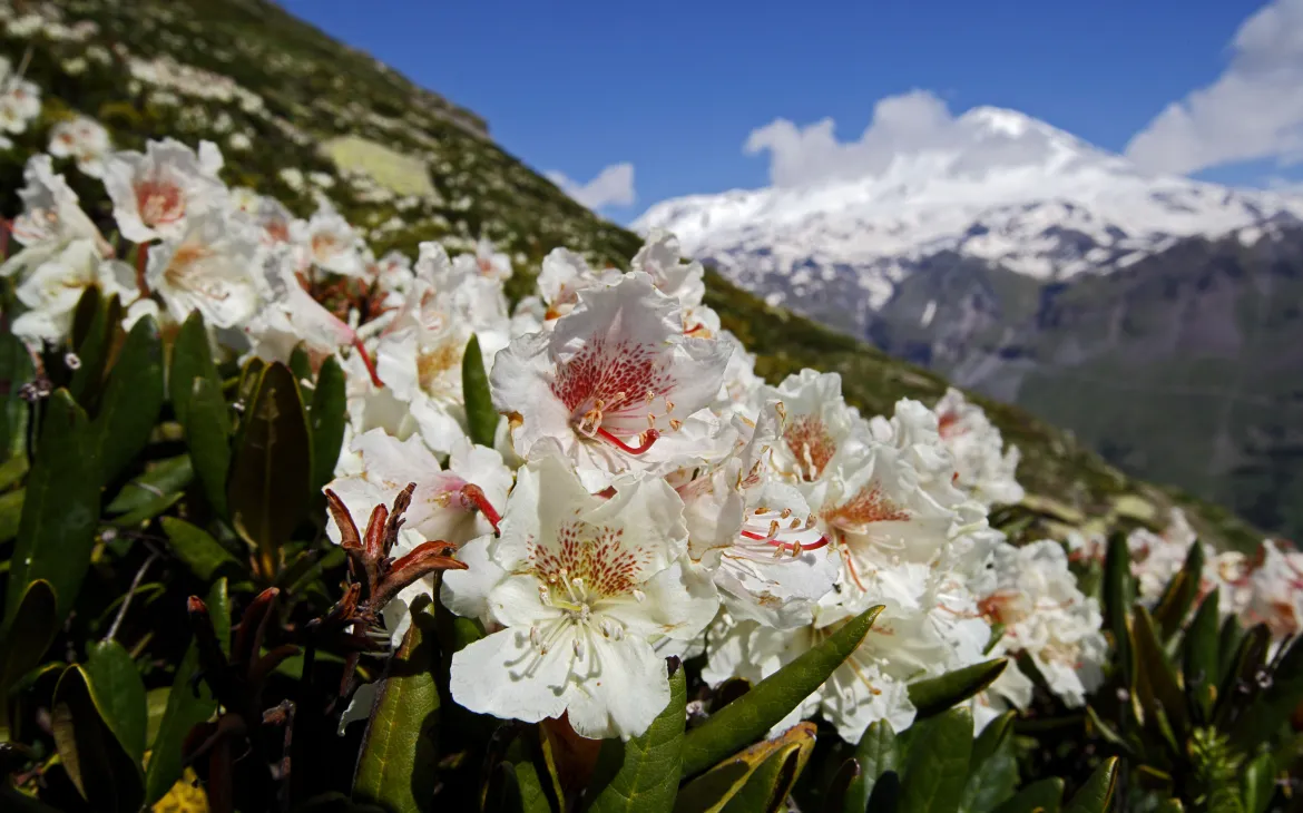 En regardant rhododendron du Caucase dans les montagnes du Caucase