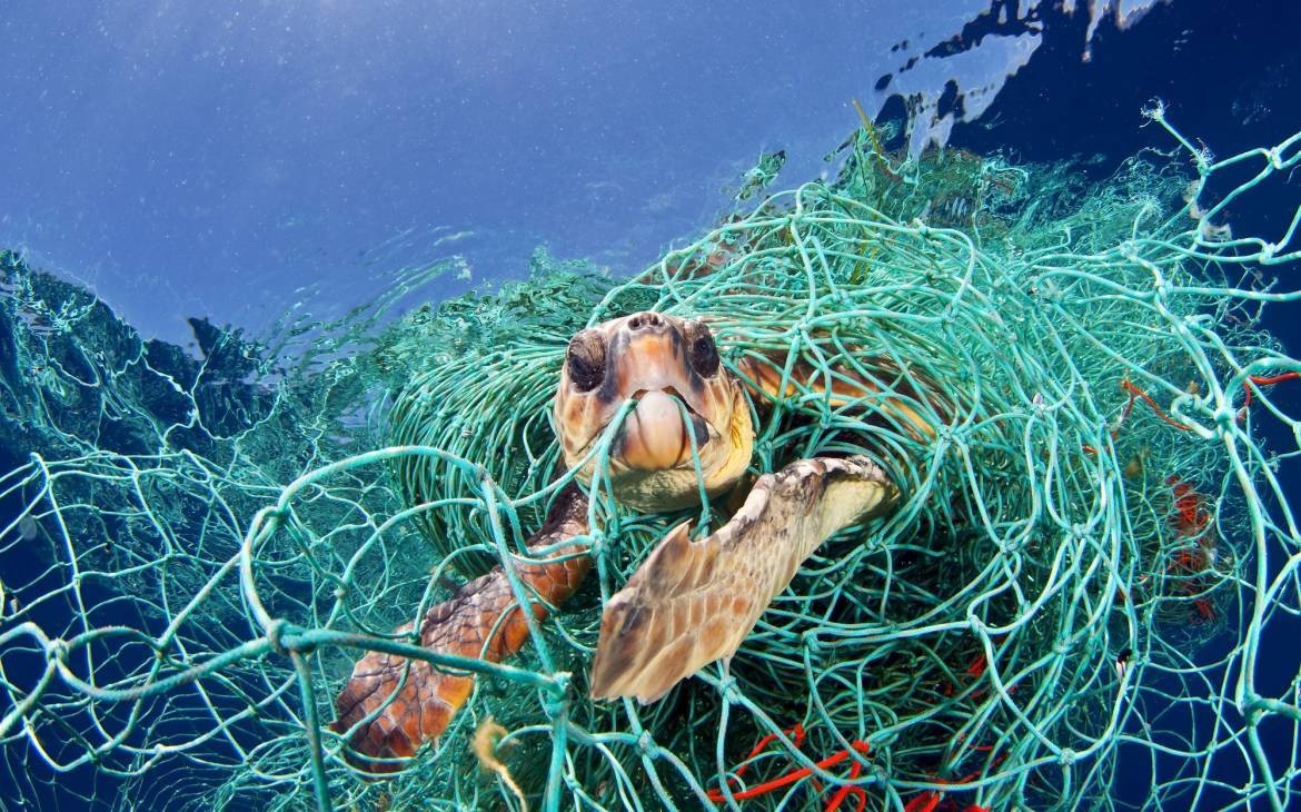 tortue caouanne pris dans un filet de pêche