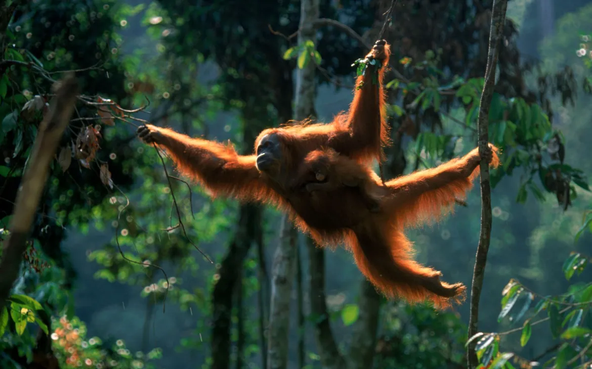 Orangutan con il bambino