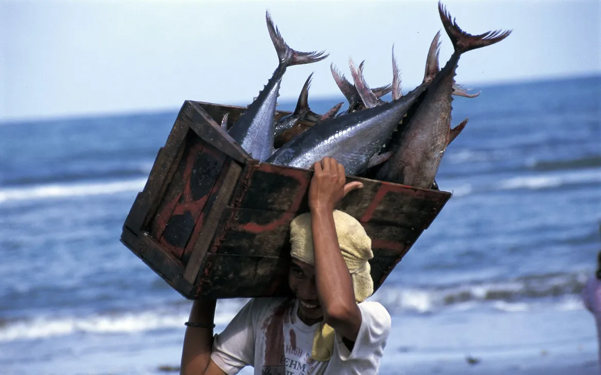 La pesca contribuisce tonno catturato a terra.