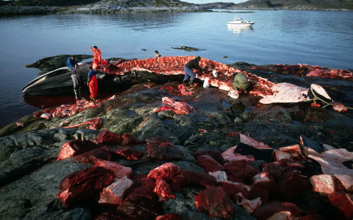 Walfang eines Finnwals