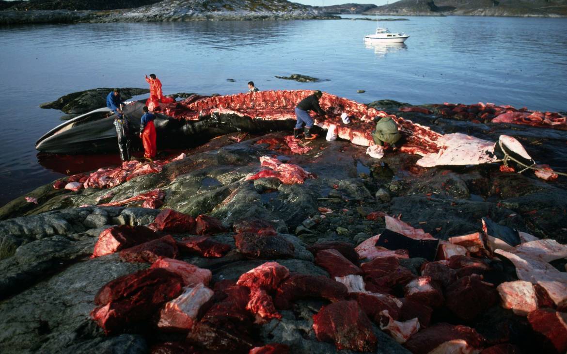 Chasse à la baleine d'une baleine nageoire