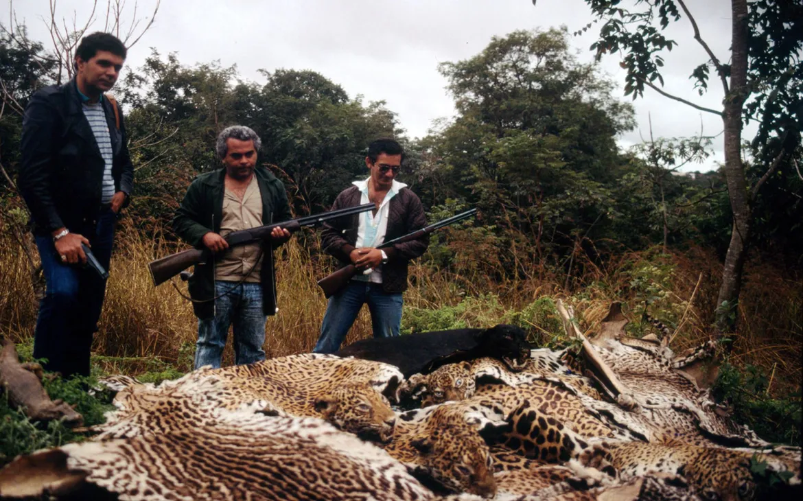 confiscato Jaguar e ocelot pelliccia in Brasile
