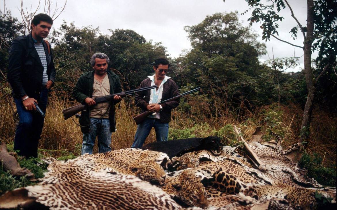 beschlagnahmte Jaguar und Ozelot Fell in Brasilien