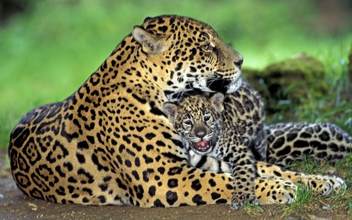 mère Jaguar Cub