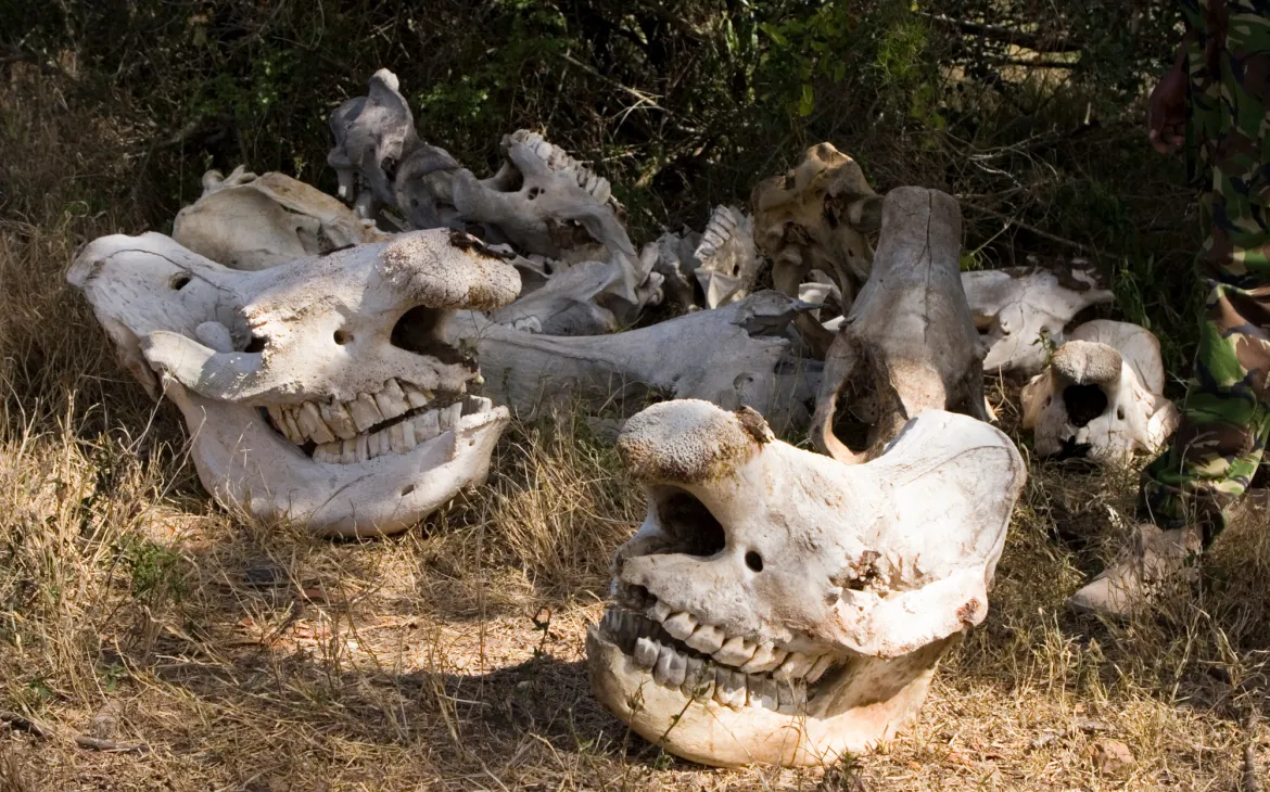 Cranio di rinoceronti in camicia, che sono stati raccolti da ranger del Kenya