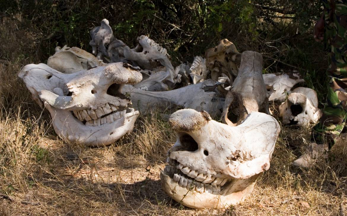 Schädel von gewilderten Nashörner, welche durch Ranger in Kenya gesammelt wurden