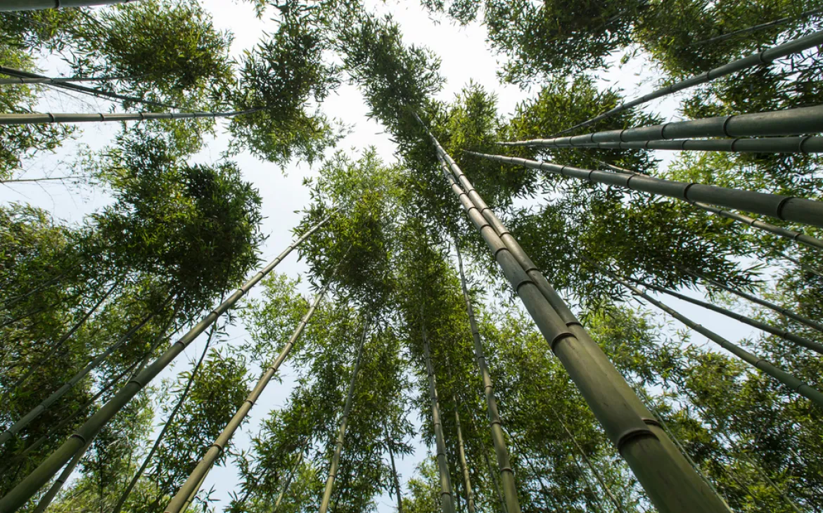 Forêt de bambous du point de vue du sol forestier