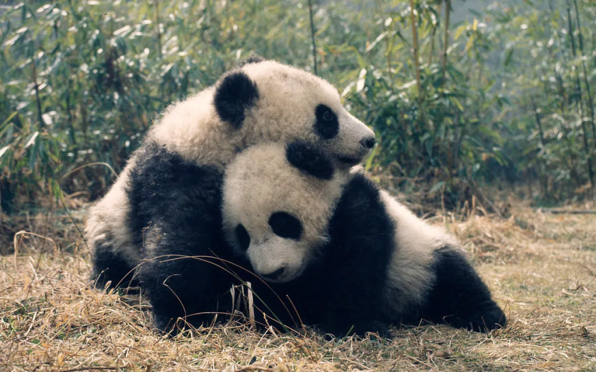 panda géant DA DI et JIA LIN ensemble