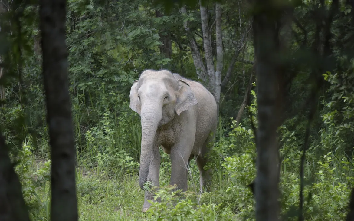 Éléphant d'Asie dans le parc national Kui Buri en Thaïlande