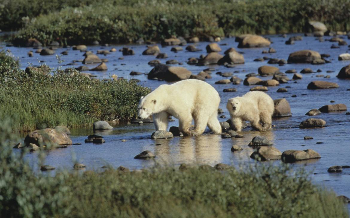 mère ours polaire avec ourson