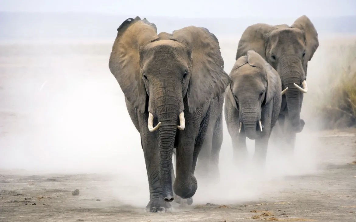 Afrikanische Elefanten laufen im Amboseli Nationalpark, Kenia