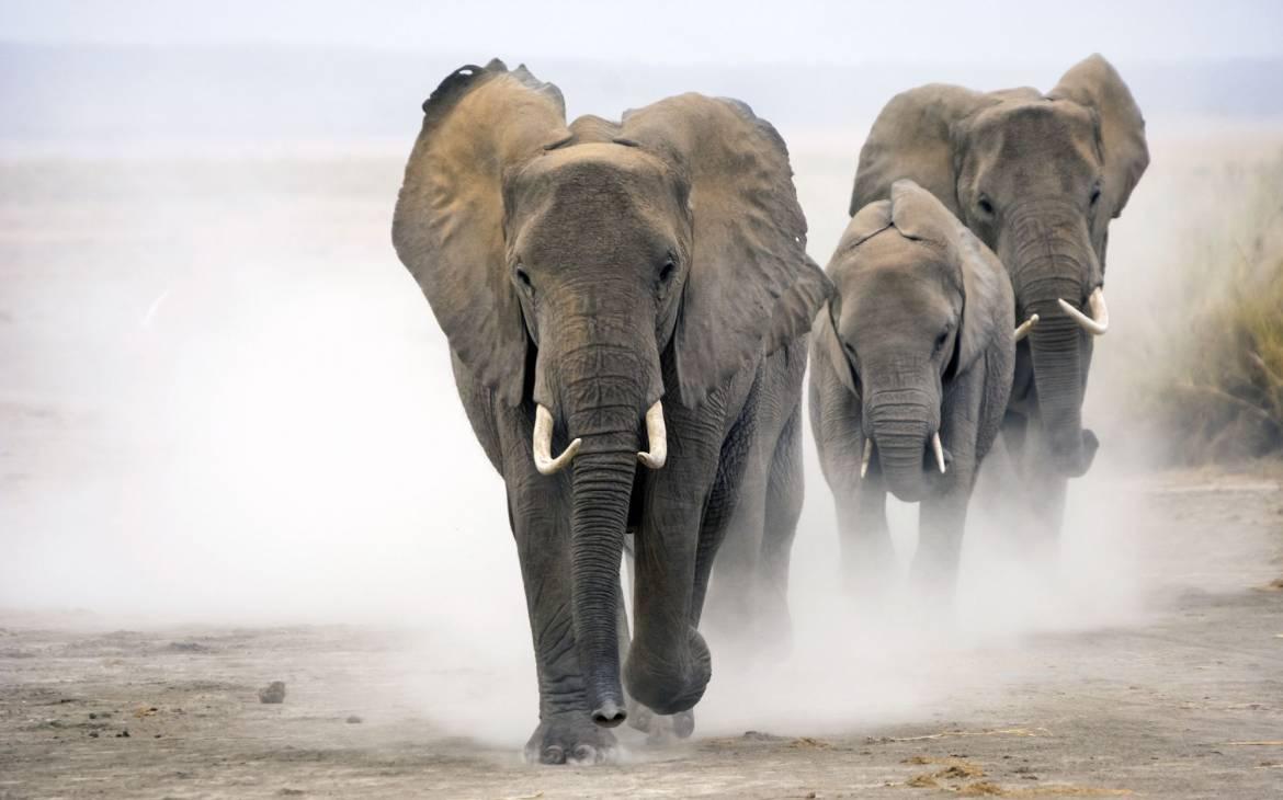 Les éléphants d'Afrique dans le parc national en cours d'exécution Amboseli, au Kenya