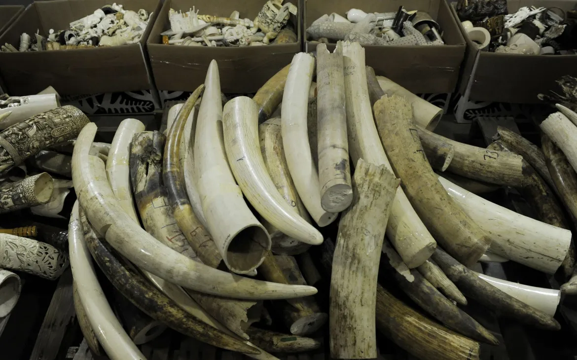 Illegal gehandeltes und konfisziertes Elfenbein