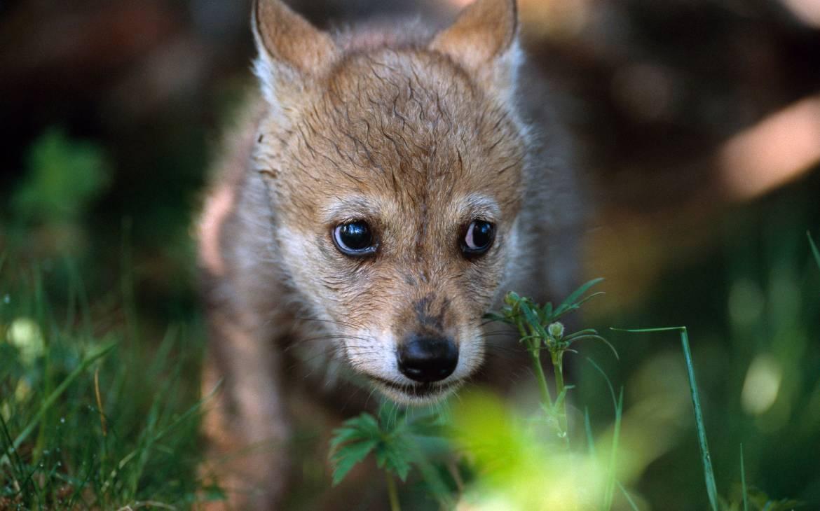 Junger Wolf im norwegischen Zoo