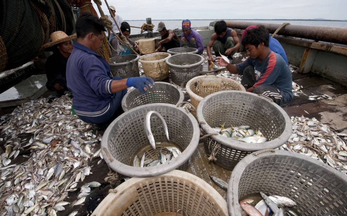 Les pêcheurs trier leurs prises à Kudat, Malaisie