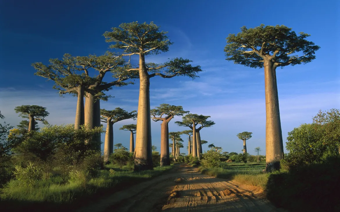 alberi di baobab in Madagascar