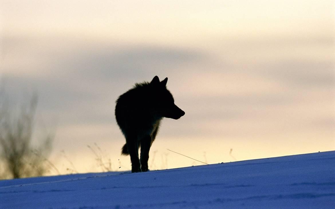 Wolf in Russland