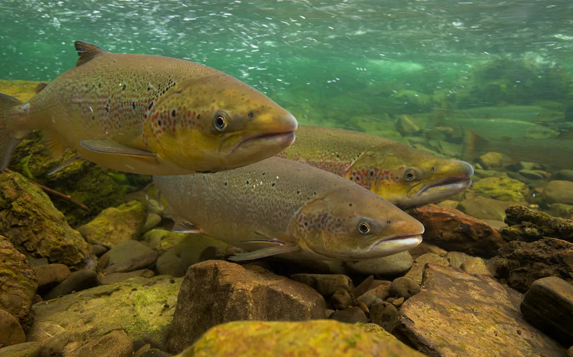 Zwei Lachsweibchen mit Lachsmännchen