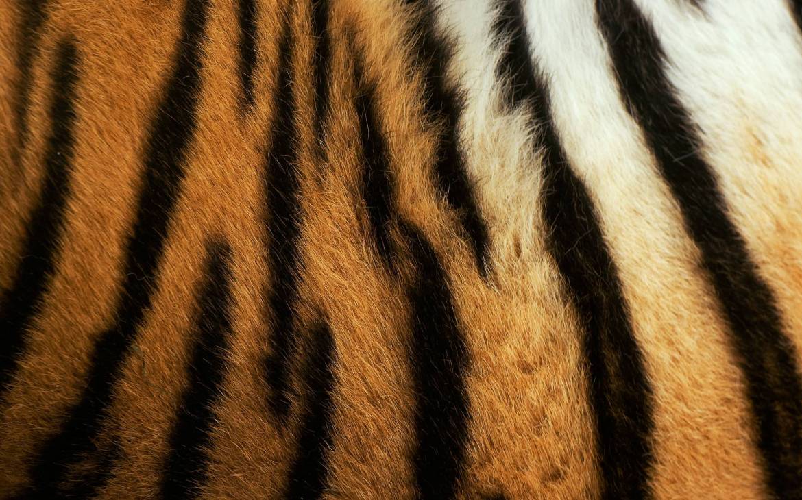 Tiger Fell Streifen