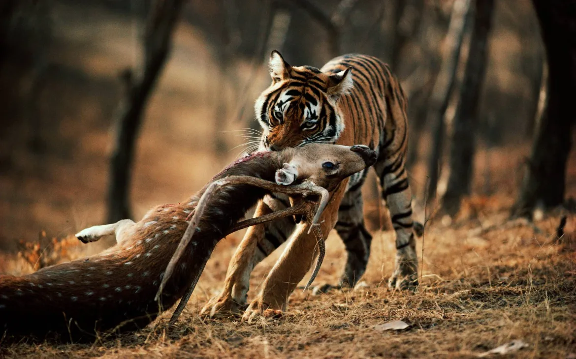 Tiger rips chital.