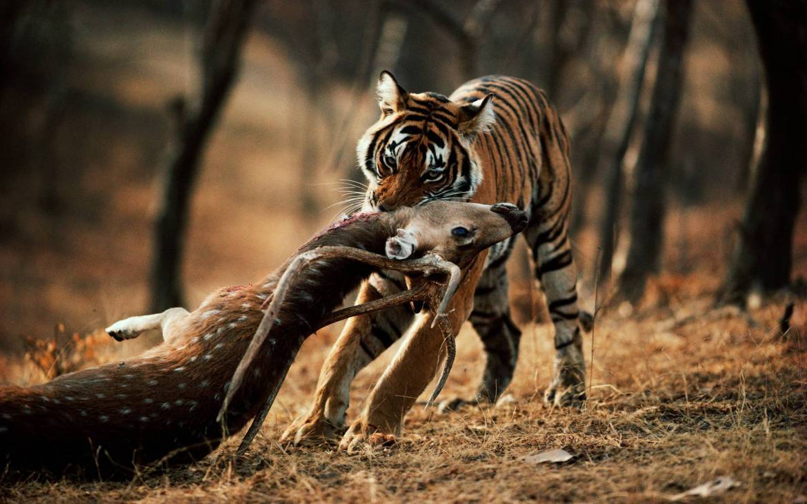 Tiger reisst Axishirsch.