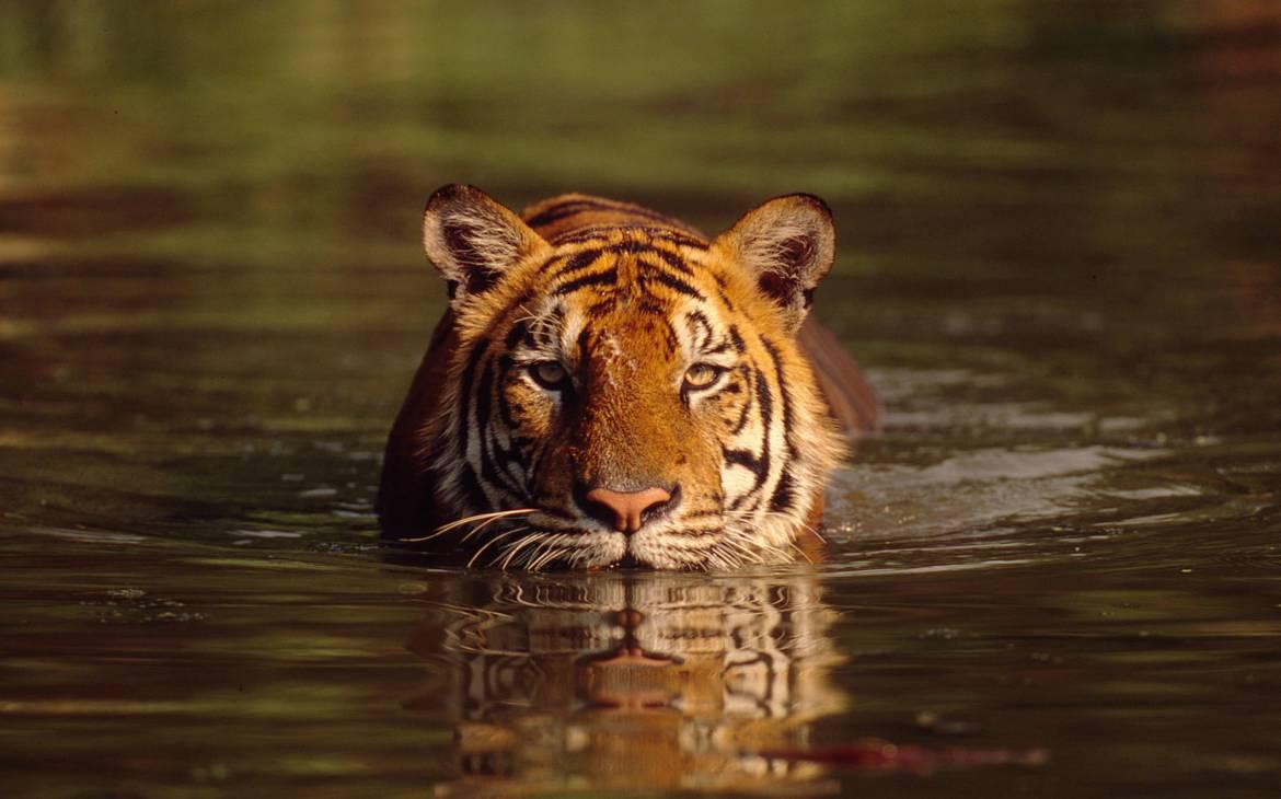 Schwimmender Tiger