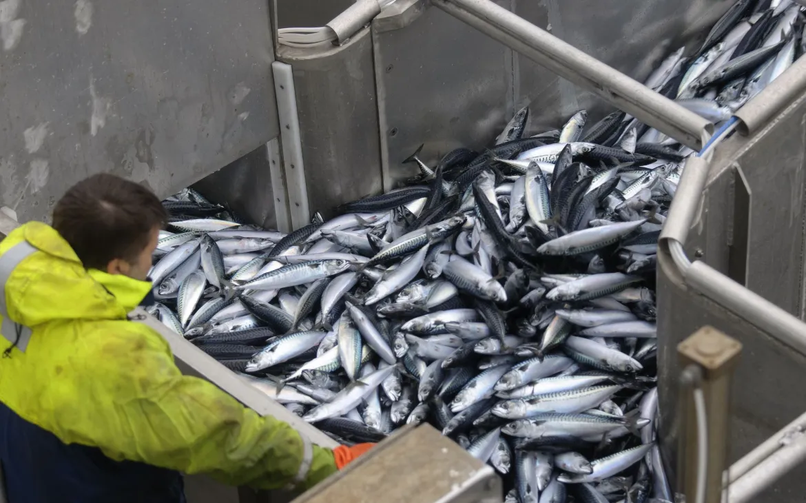 Ein Mitarbeiter der Crew untersucht den Fang von Makrelen auf dem Schiff vor den Shetlandinseln in Schottland. 