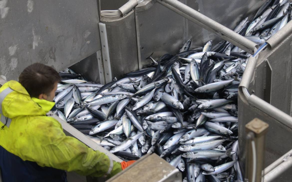 Un dipendente del Dipartimento ha esaminato la pesca dello sgombro sulla nave al largo delle isole Shetland in Scozia.