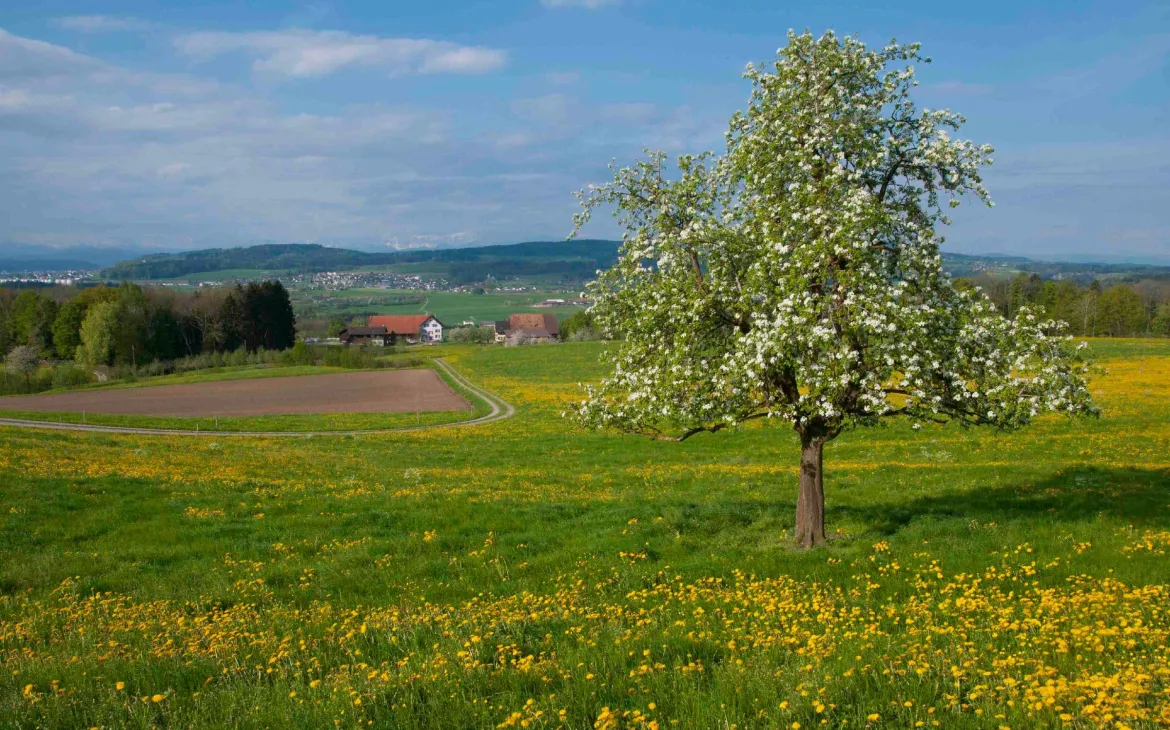 Landschaft im Frühling, Weinfelden, Thurgau, Switzerland