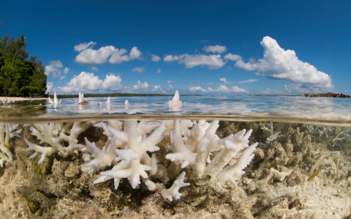 Verbleichte Coral Island Kavieng, Papua Nuova Guinea