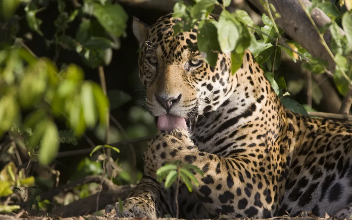 Ein Jaguar reinigt sein Fell unter einem Baum beim Cubaia River, Brasilien