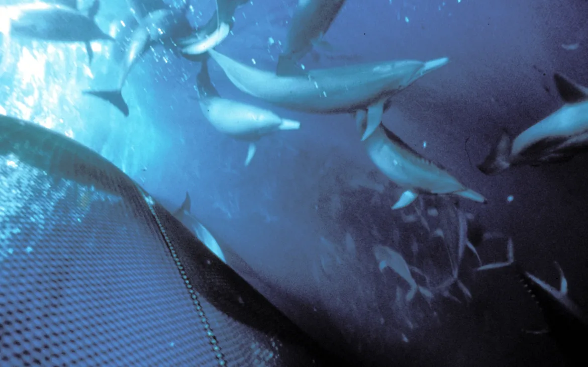 Delfini in rete da pesca