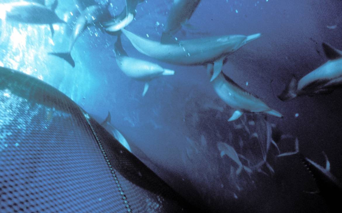 Delfine im Fischernetz
