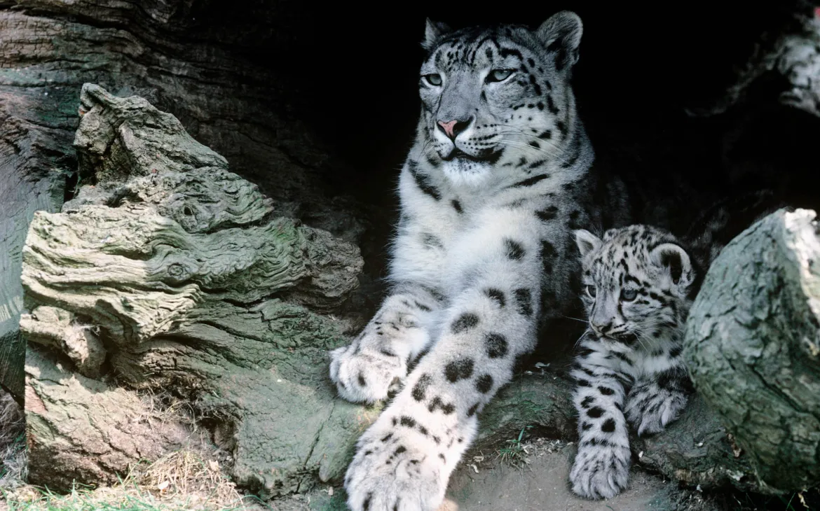 femelle Snow Leopard avec Cub